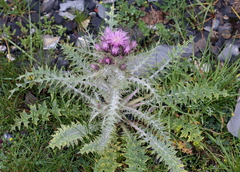 Carduus carlinoides