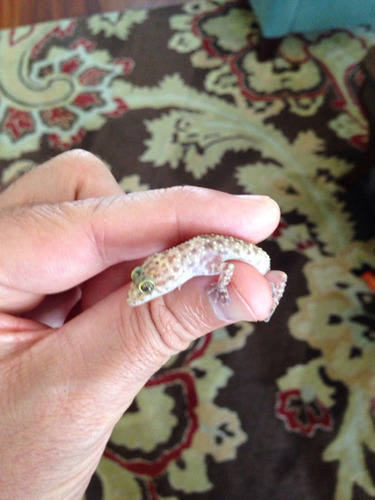 Hemidactylus turcicus