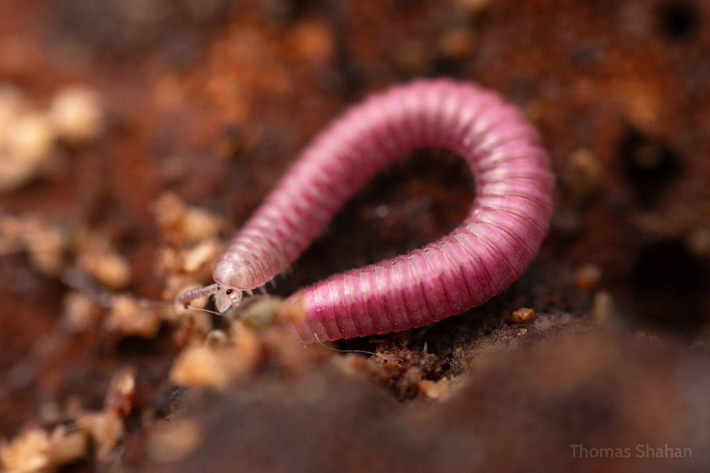 Rhinotus purpureus, photo 1 of 10