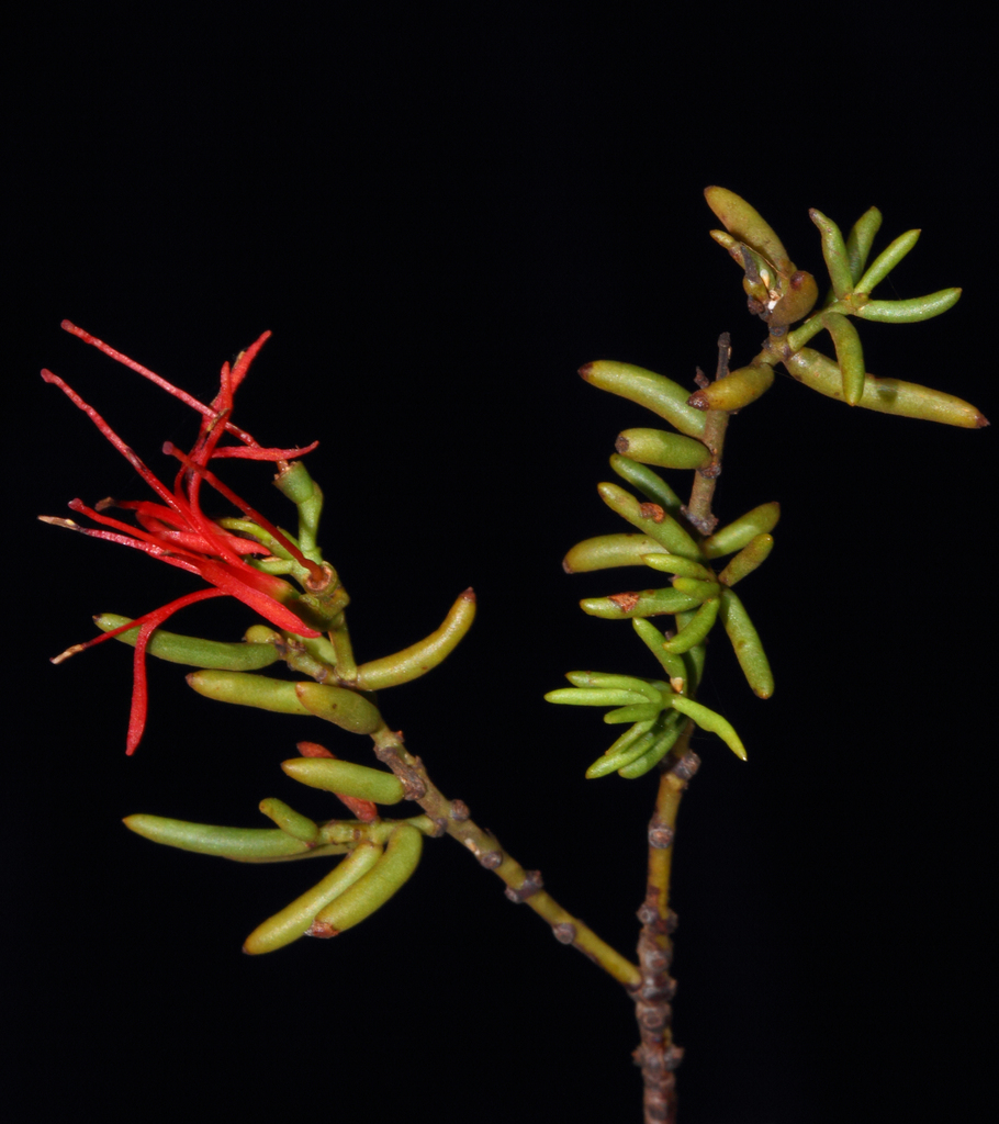 Samphire Mistletoe