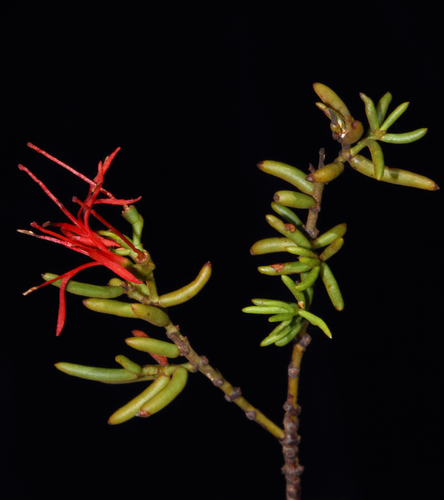 Samphire Mistletoe (Amyema microphylla)