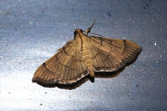 Omiodes decisalis