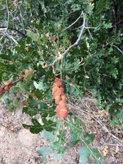 Disholcaspis perniciosa