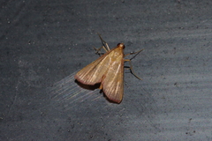 Endotricha minialis