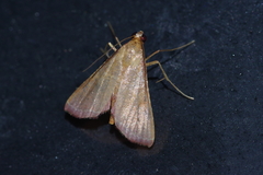 Endotricha minialis