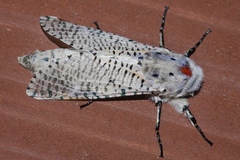 Zeuzera caudata