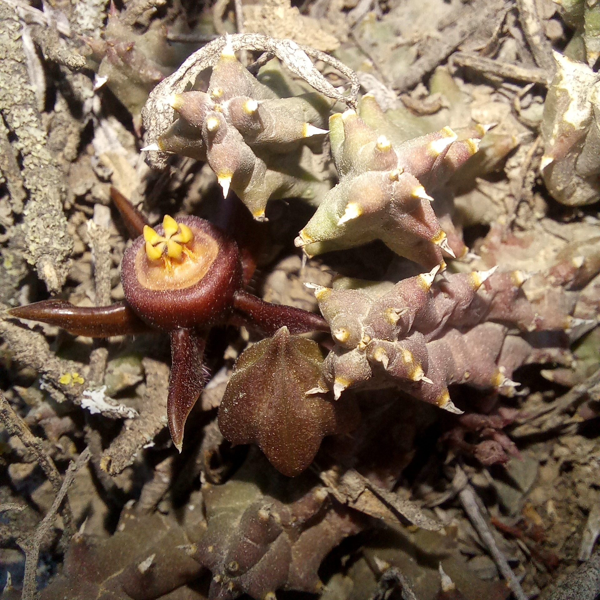 Stapelia reclinata Masson 2