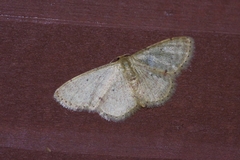 Idaea sakuraii