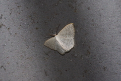 Scopula coniaria