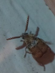 Acanthoscelides pectoralis