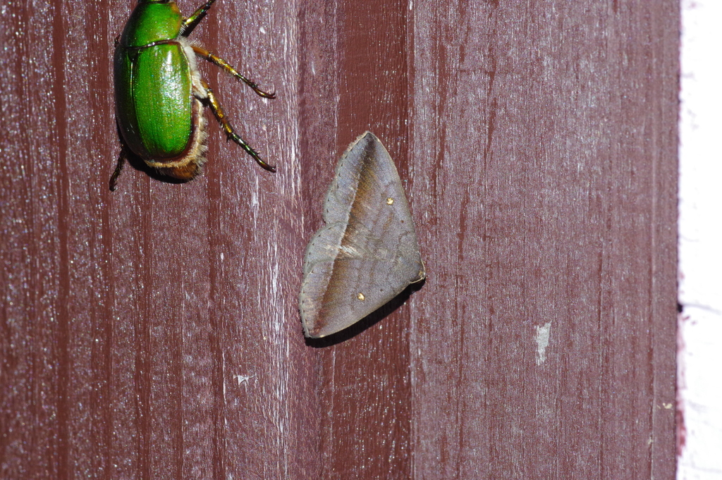 Hadennia obliqua