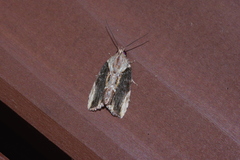 Etanna breviuscula