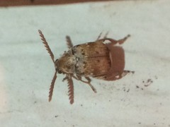 Acanthoscelides pectoralis