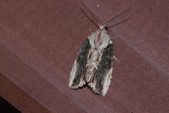 Etanna breviuscula