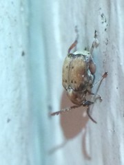 Acanthoscelides pectoralis