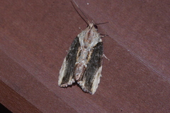 Etanna breviuscula