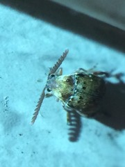 Acanthoscelides pectoralis