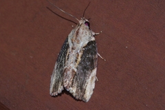 Etanna breviuscula