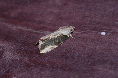 Etanna breviuscula