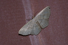 Scopula plumbearia