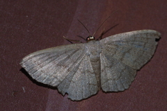 Scopula plumbearia