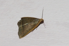 Simplicia xanthoma
