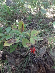 Berberis amurensis