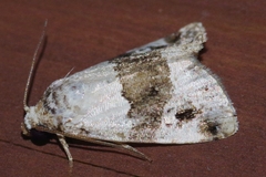 Maliattha signifera