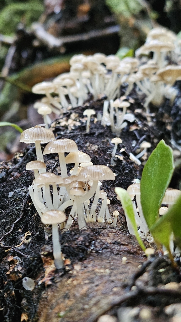 Roridomyces austrororidus · June 2025 · photo: © charliethomas (iNaturalist, cc0)