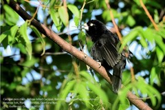 Amblycercus holosericeus