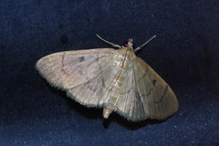 Paranacoleia lophophoralis