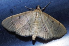 Paranacoleia lophophoralis