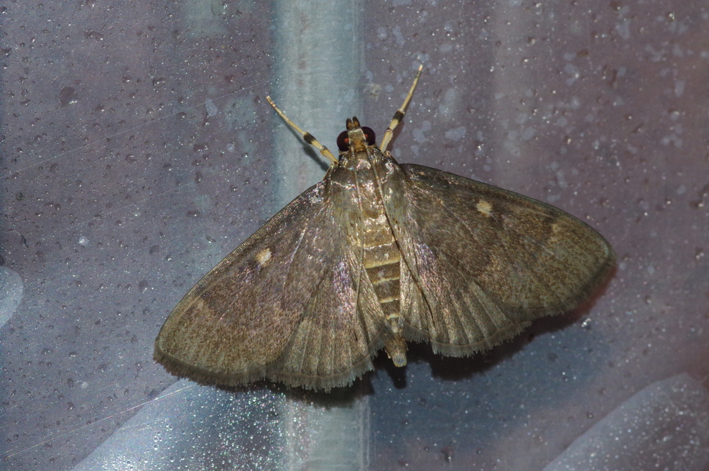 Syllepte pallidinotalis