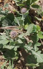 Centaurea sphaerocephala