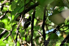 Pheugopedius maculipectus