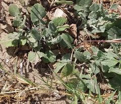 Centaurea sphaerocephala