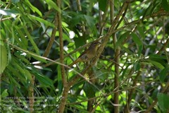 Piranga roseogularis