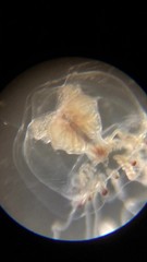 Halitholus
