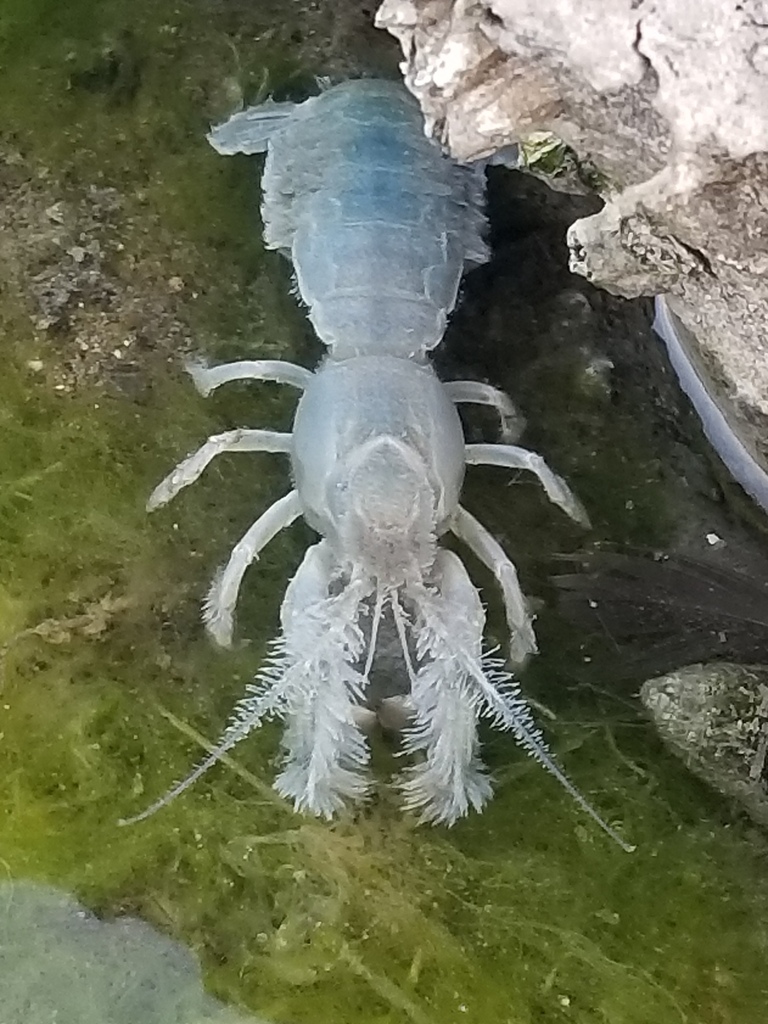 Mudprawns