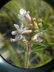 Cuphea angustifolia