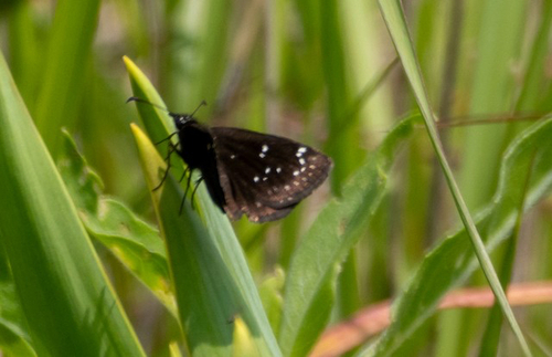 Common Sootywing photo 5