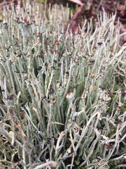 Pilophorus acicularis