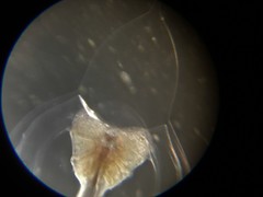 Halitholus
