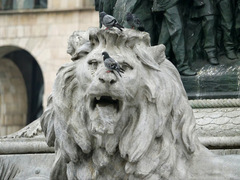 Columba livia domestica