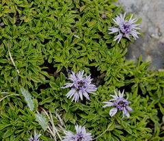 Globularia repens