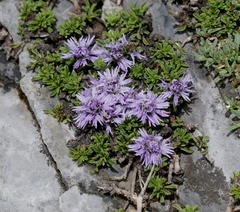Globularia repens