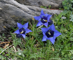 Gentiana occidentalis