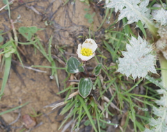 Ranunculus parnassifolius