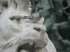 Columba livia domestica