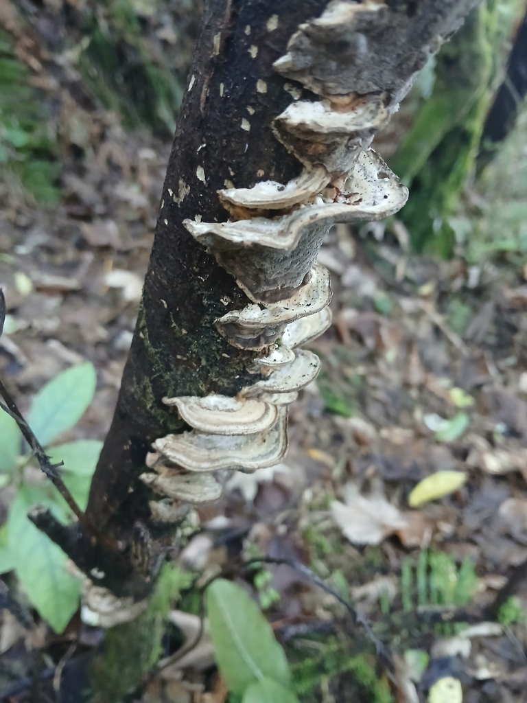 Bjerkandera adusta · June 2025 · photo: © claire_grace83 (iNaturalist, cc-by)